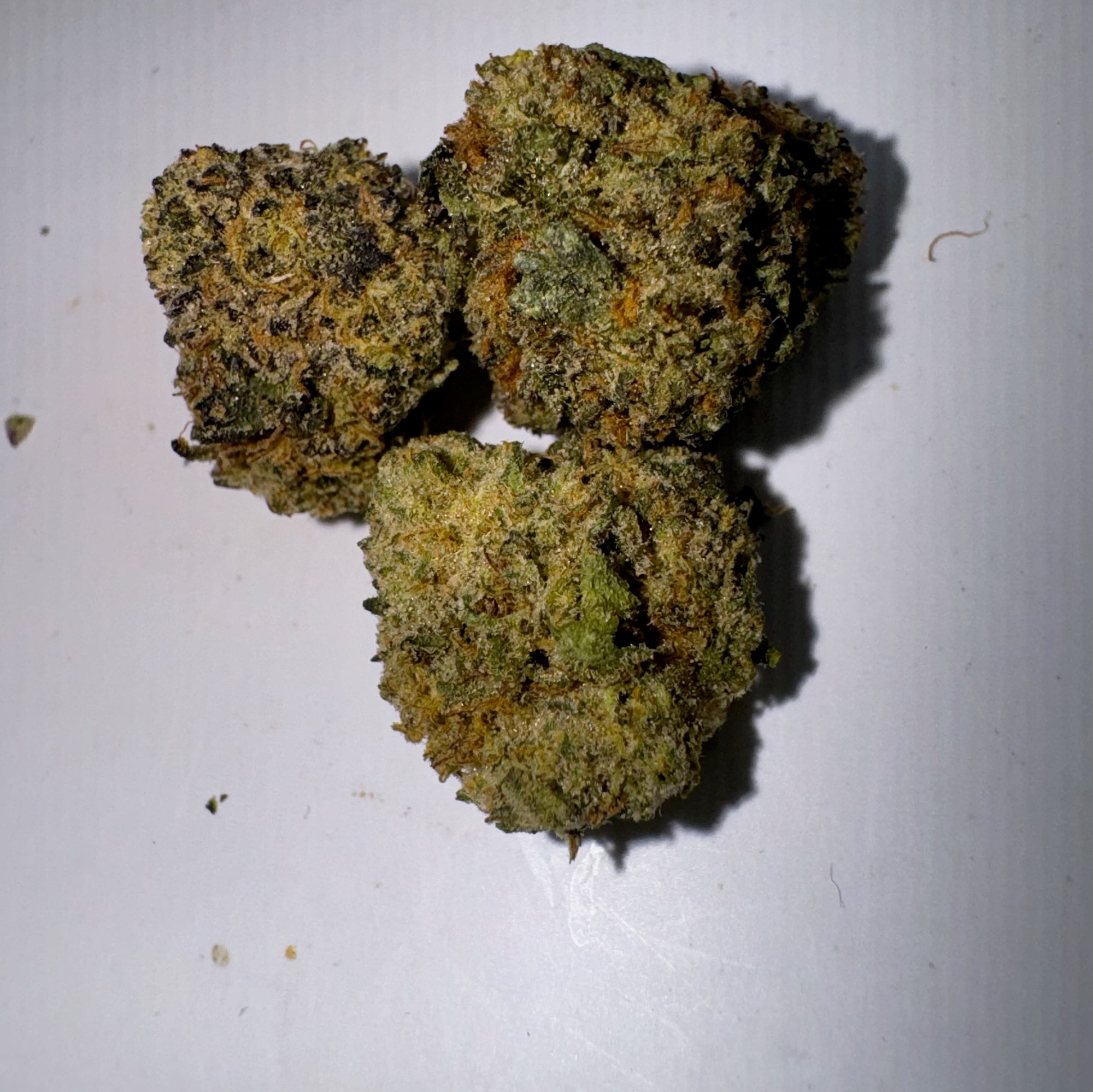 Girl Scout Cookies [Halloween Special]